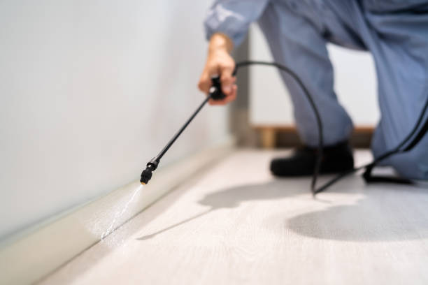 Flea Control Services in St Robert, MO