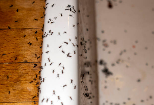 Best Local Pest Control Services  in St Robert, MO
