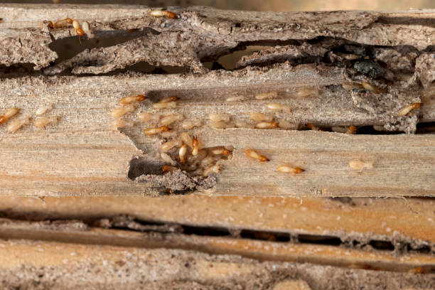 Pest Prevention Services in St Robert, MO